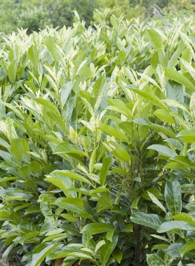 Laurier palme CERISE – Image 2