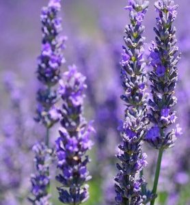 Lavande LAVANDIN
