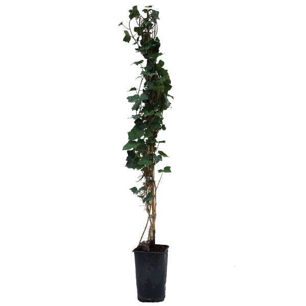 Lierre d’Irlande – Image 2