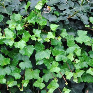 Lierre d&rsquo;Irlande