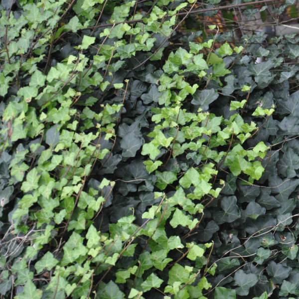 Lierre d’Irlande – Image 3