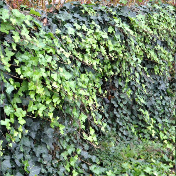 Lierre d’Irlande – Image 4