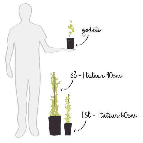 Lierre d’Irlande – Image 5