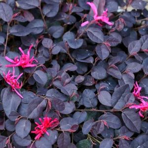 Loropetalum Chinense Black Pearl