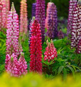 Lupins en mélange (plants)