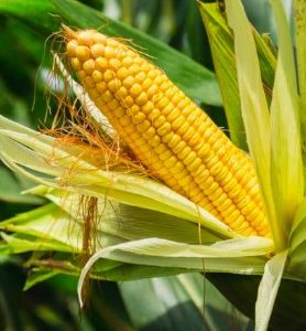 Graines de maïs