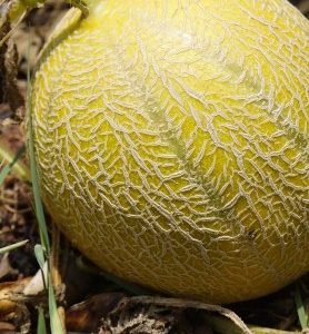 Graines de MELON CHARENTAIS