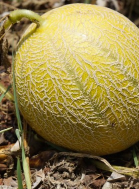 Graines de MELON CHARENTAIS