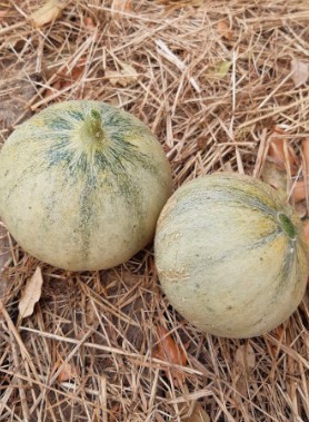 Graines de MELON CHARENTAIS – Image 2