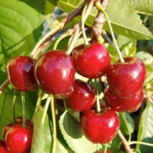 Cerisier non greffé (merisier)