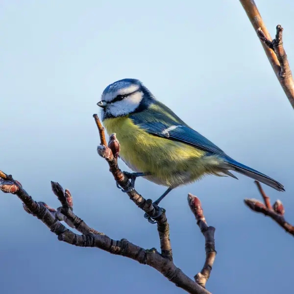 Nichoir à oiseaux en bois – Image 5