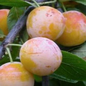 Prunier Mirabellier de NANCY