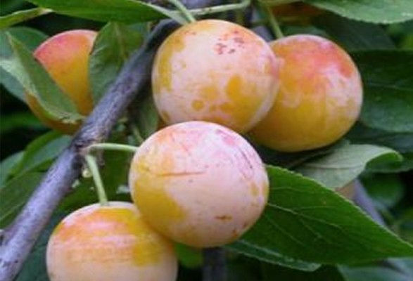 Prunier Mirabellier de NANCY