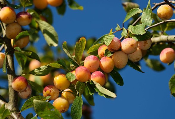 Prunier Mirabellier de NANCY – Image 2