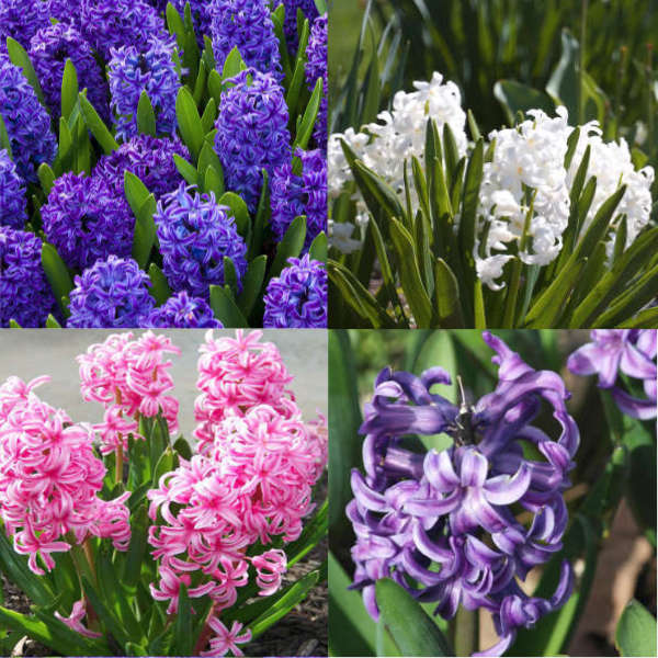 Mix de jacinthes bio