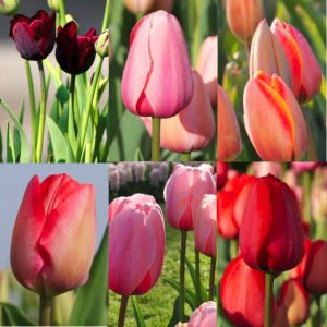 Mix de tulipes hautes bio