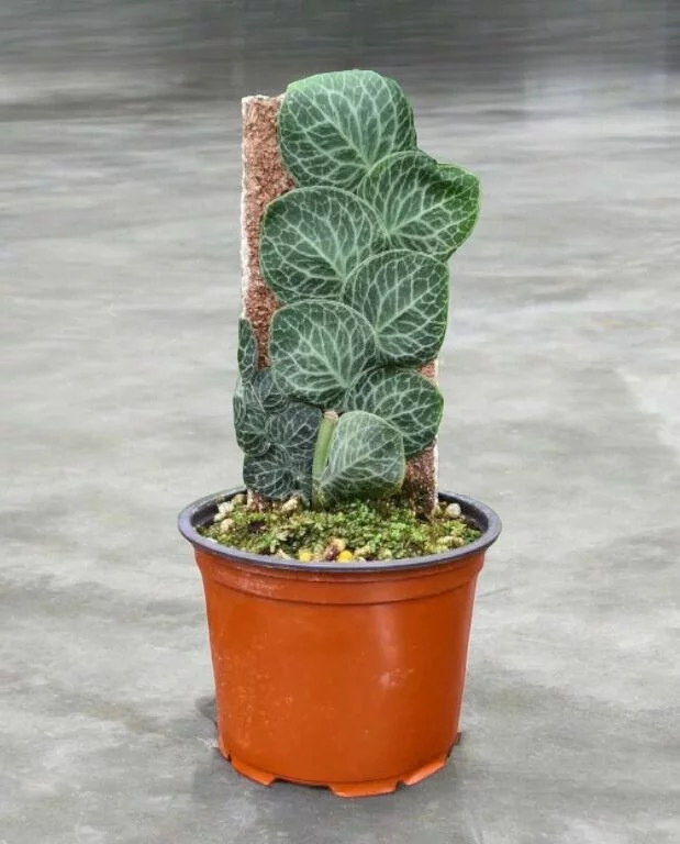 Rhaphidophora Cryptantha