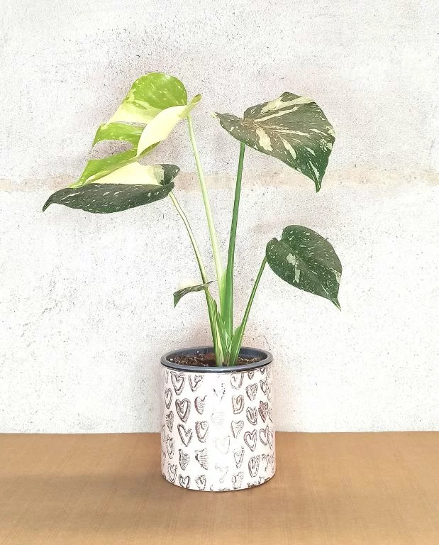 Monstera Thai Constellation – Image 6