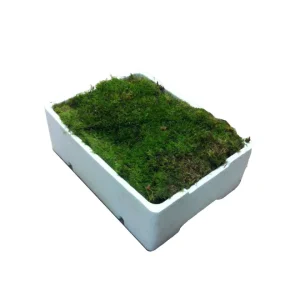 Mousse naturelle décorative