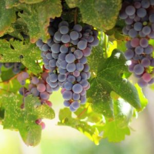 Ceps de vigne ROUGES pour DÉGUSTATION