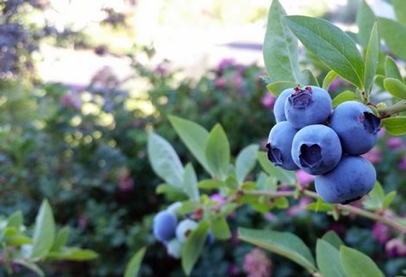 Myrtillier PATRIOT – Image 2