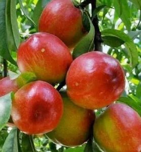 Nectarinier FANTASIA