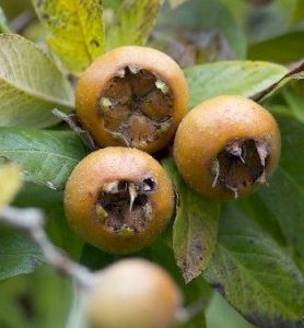 Néflier d’ALLEMAGNE