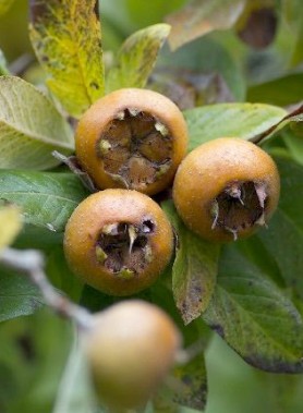 Néflier d’ALLEMAGNE