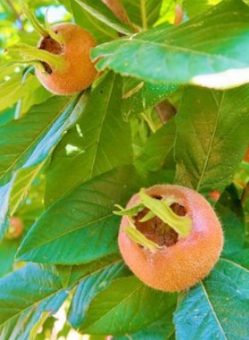 Néflier d’ALLEMAGNE – Image 2