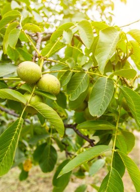 Noyer COMMUN – Image 2