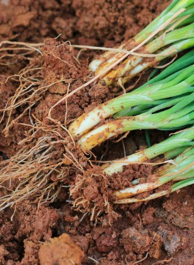 Graines d’OIGNON – Image 2