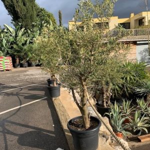 Olivier « Olea Europeae »