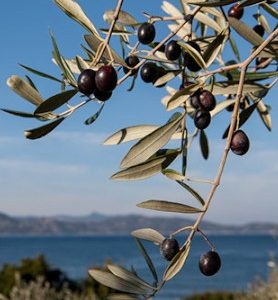 Olivier COMMUN D’EUROPE