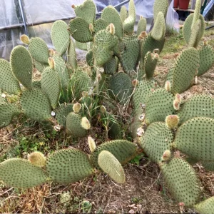 Opuntia scheerii ou Cactus raquette