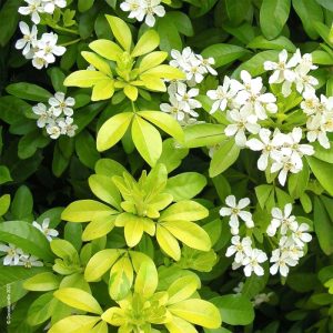 Choisya Ternata (Sundance)