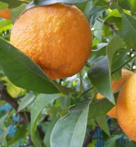 Oranger de Séville BIGARADIER