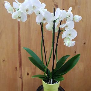 Orchidées blanches