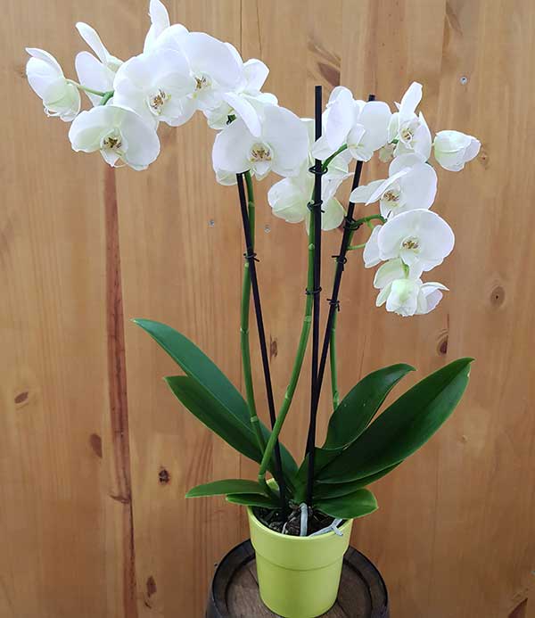 Orchidées blanches