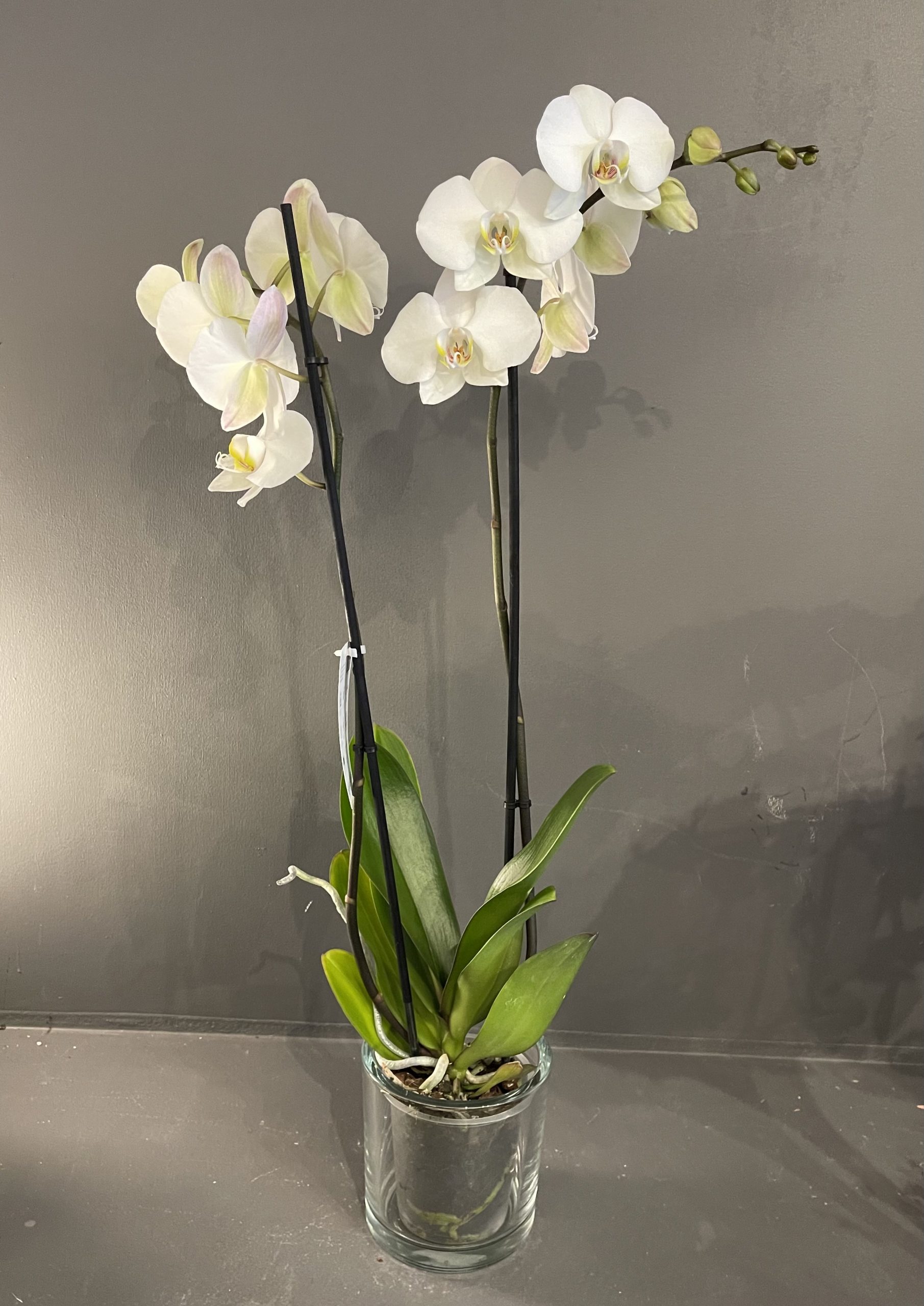 Orchidées blanches – Image 3