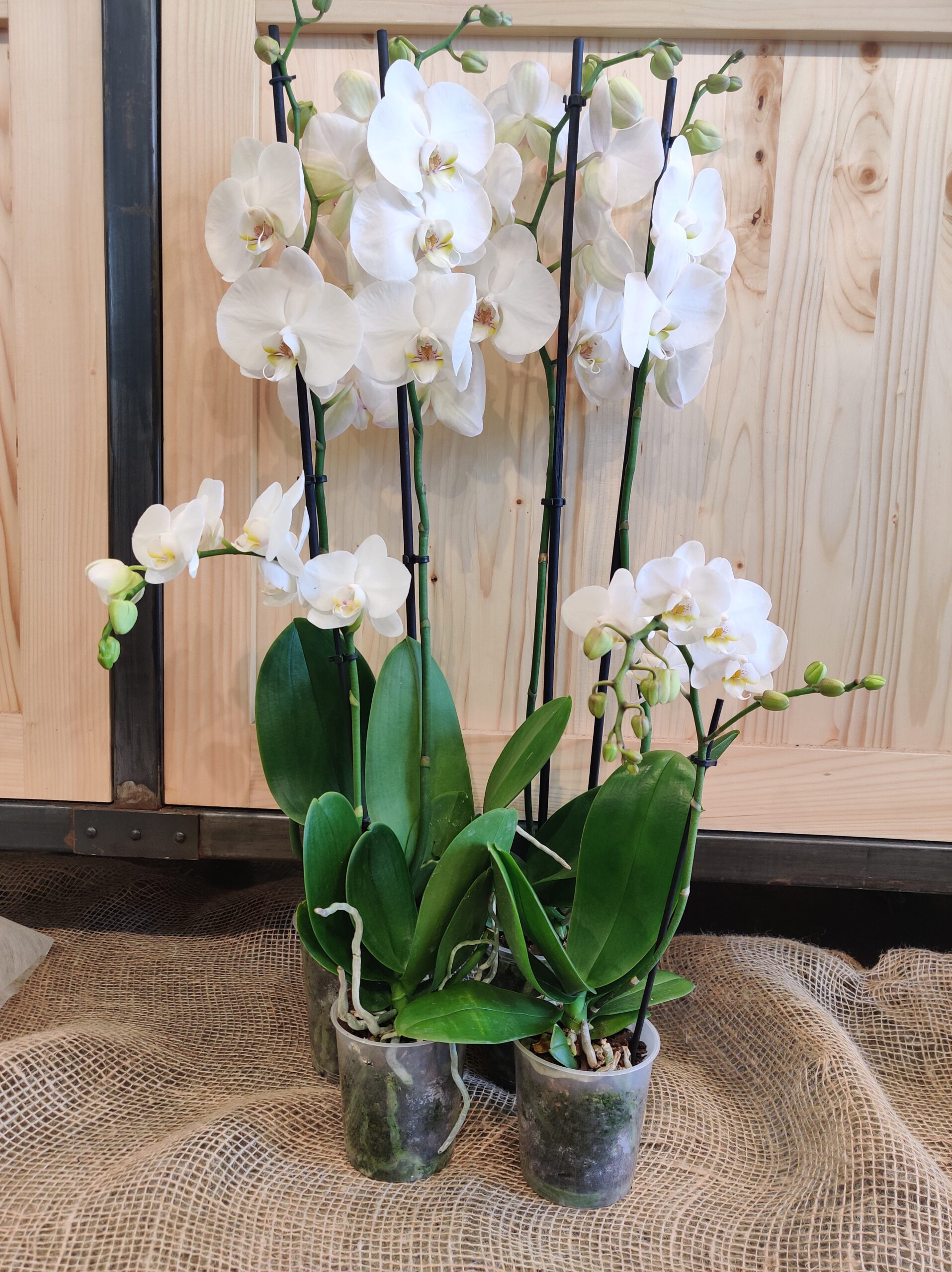 Orchidées blanches – Image 4