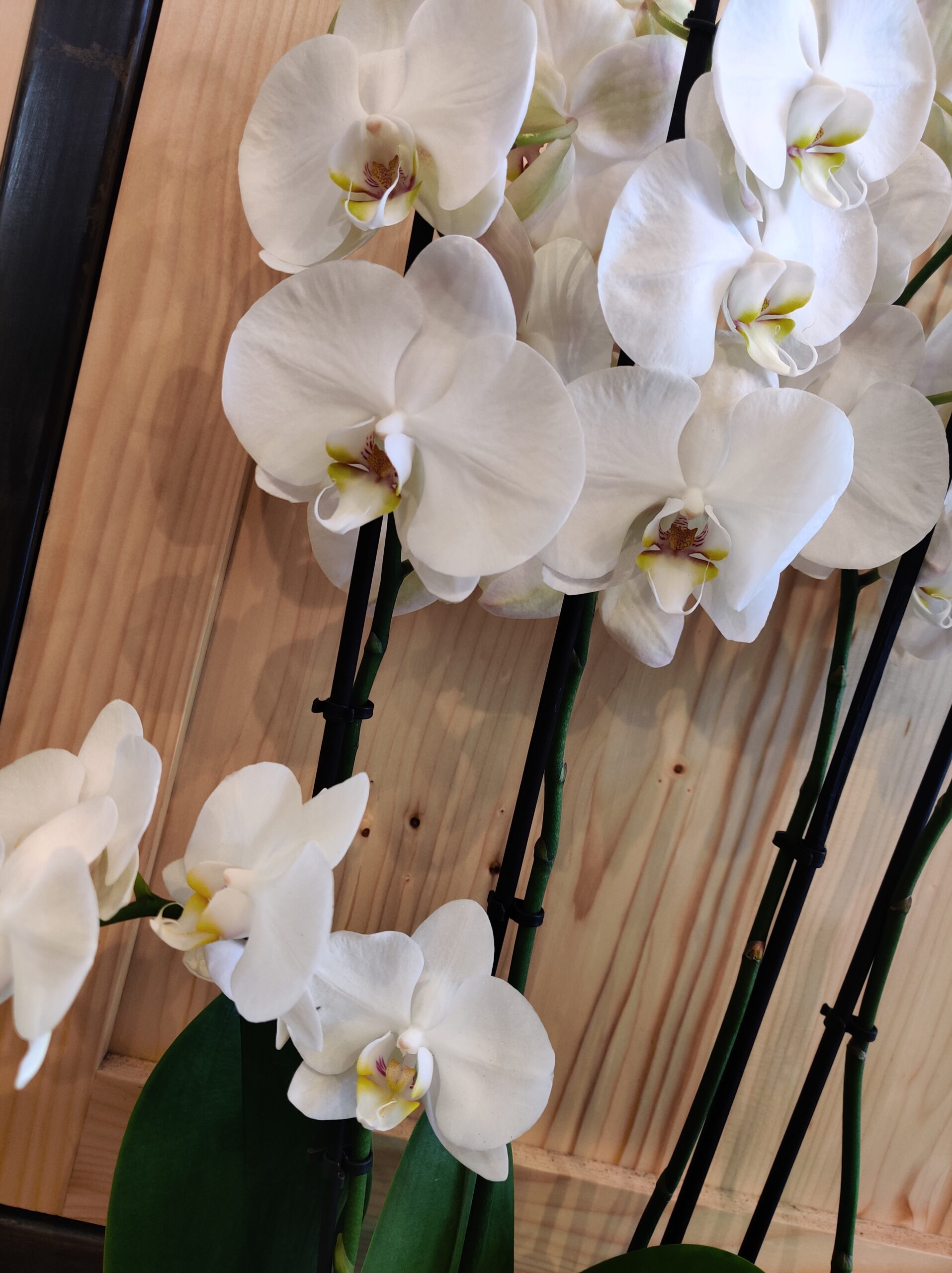 Orchidées blanches – Image 2