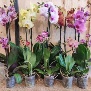 Orchidées colorées
