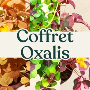 Coffret Oxalis