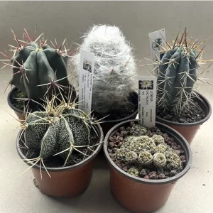 Pack de 5 cactus (Pot de 9 cm)