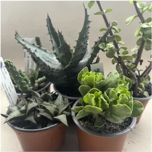 Pack de 5 succulentes (pot 9 cm)