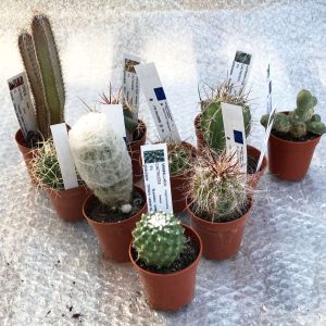 Pack de 10 cactus (pot de 5,5 cm)