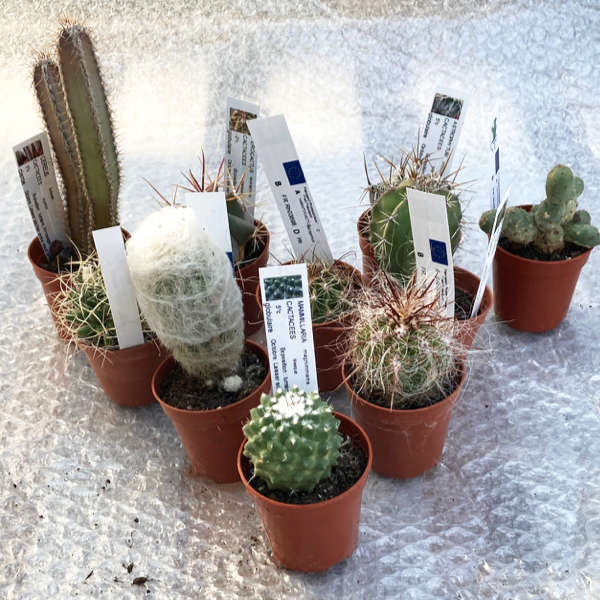 Pack de 10 cactus (pot de 5,5 cm)