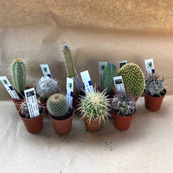 Pack de 10 cactus (pot de 5,5 cm) – Image 8