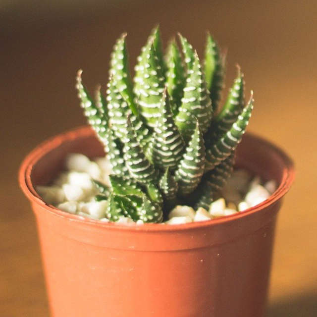 Pack de 10 succulentes (pot de 5,5 cm) – Image 4