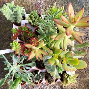 Pack de 10 succulentes (pot de 5,5 cm)